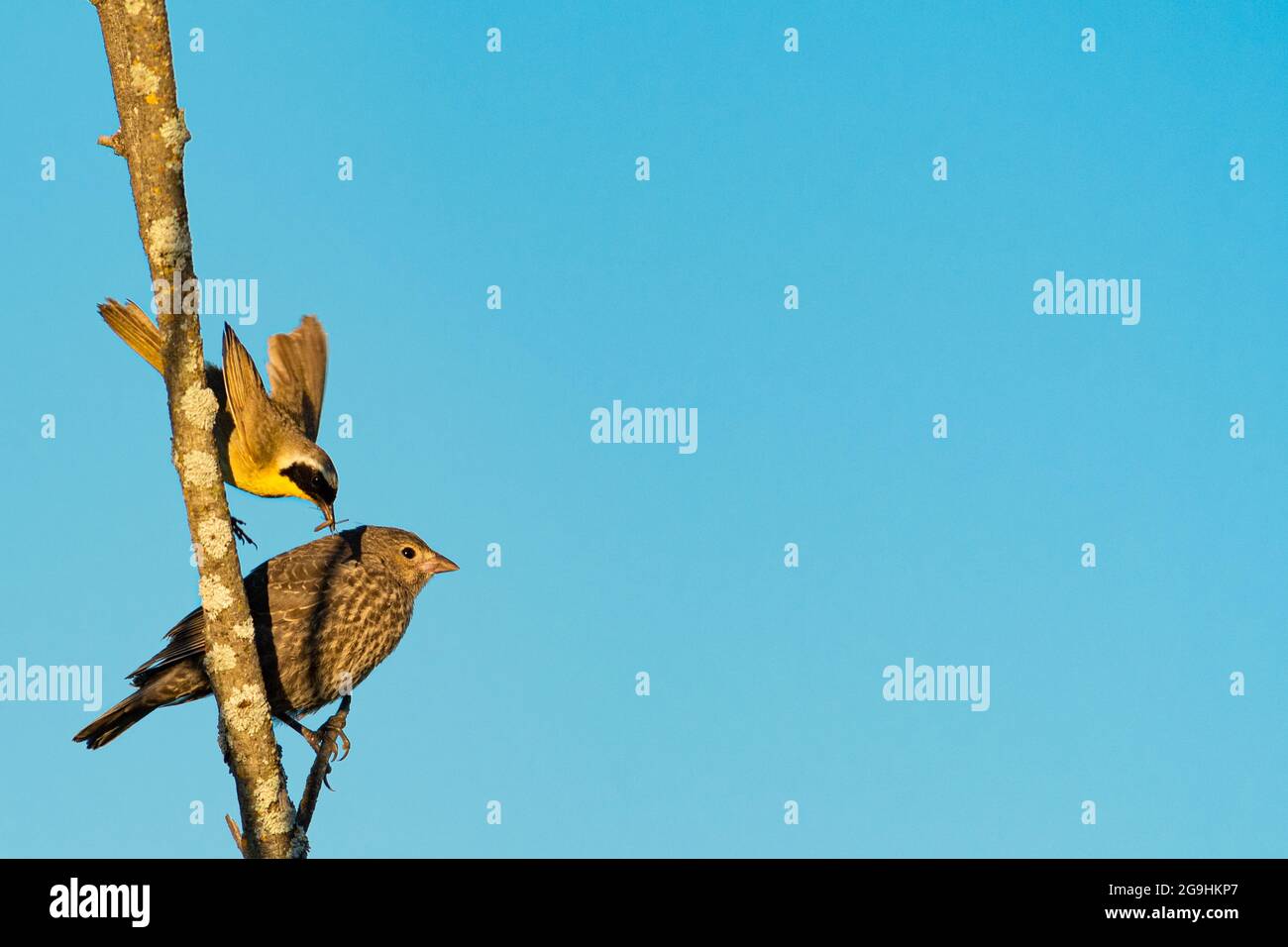 Un maschio comune yellowgola, Geothlypis trichas, che alimenta un capretto bruno-testa molto più grande in una zona umida in Alberta centrale, Canada. Foto Stock