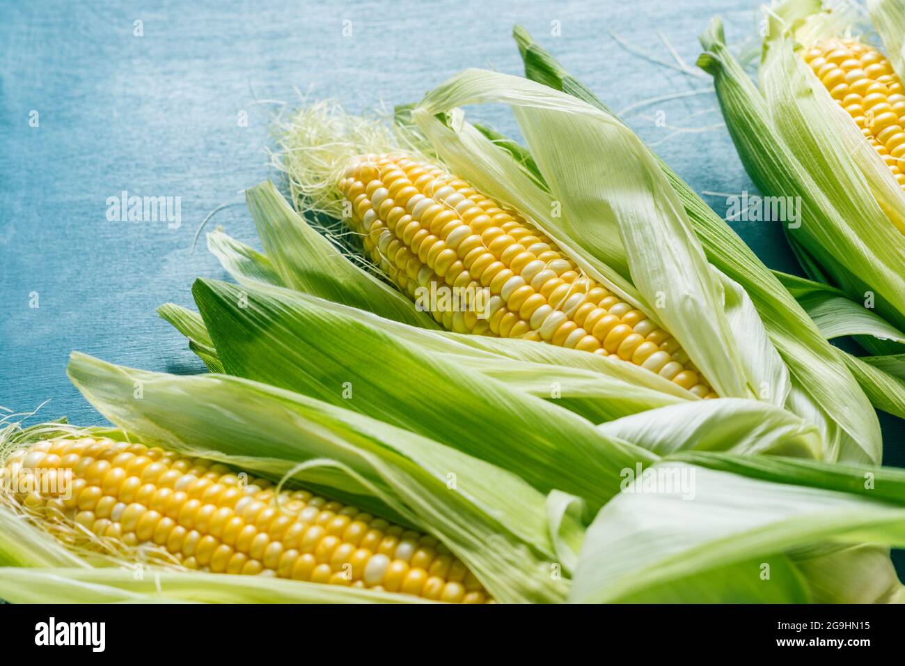 Mais fresco sulla pannocchia su sfondo blu Foto Stock