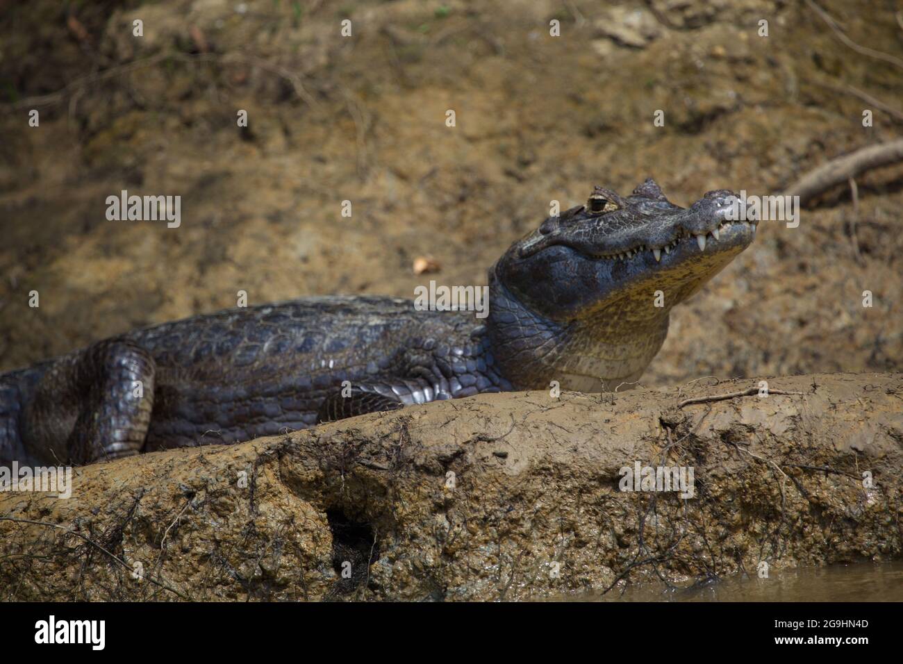 Lato closeup sul ritratto di Black Caiman (Melanosuchus niger) che riposa sull'occhio della riva del fiume guardando la fotocamera Pampas del Yacuma, Bolivia. Foto Stock