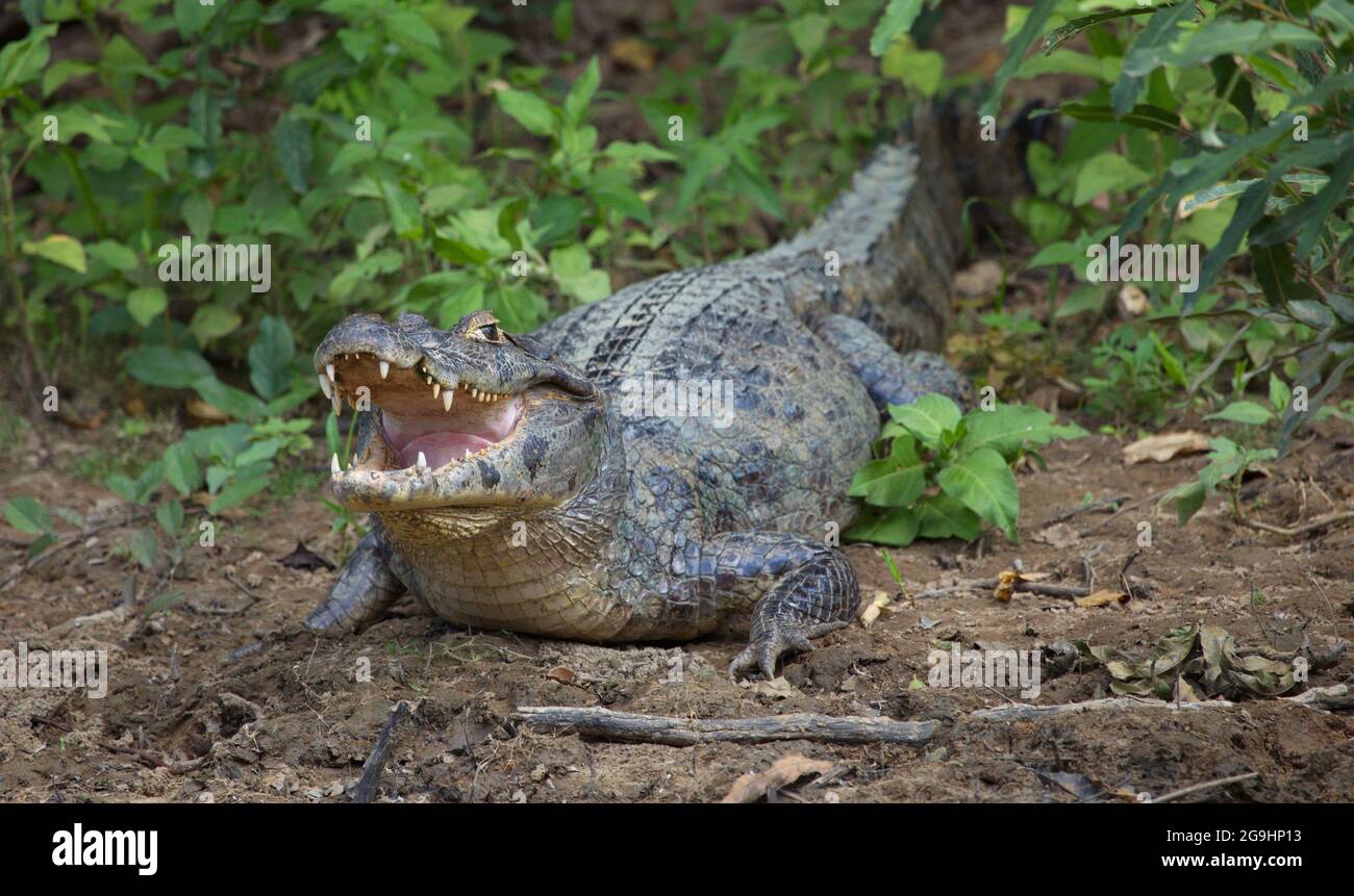 Closeup lato sul ritratto di Black Caiman (Melanosuchus niger) guardando la macchina fotografica con le ganasce aperte che mostra i denti Pampas del Yacuma, Bolivia. Foto Stock