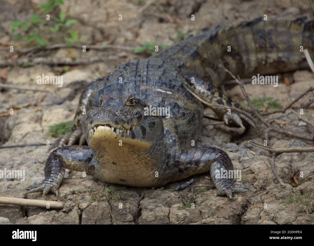 Primo piano sul ritratto di Black Caiman (Melanosuchus niger) che riposa sulla riva del fiume pronto ad entrare in acqua Pampas del Yacuma, Bolivia. Foto Stock