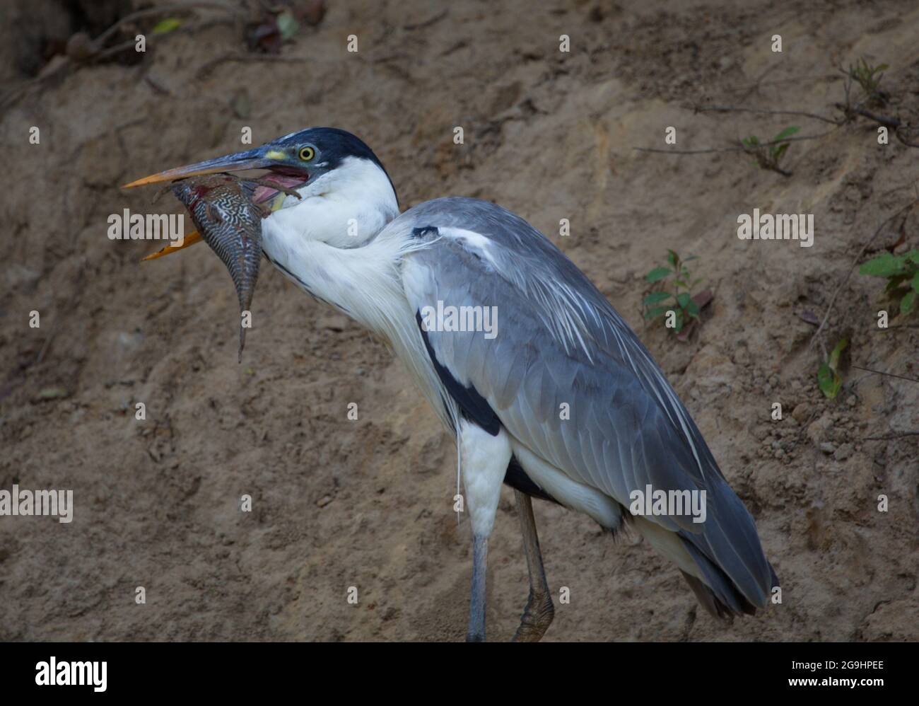 Closeup ritratto di Cocoi Heron (Ardea cocoi) caccia con pesce in bocca Pampas del Yacuma, Bolivia. Foto Stock