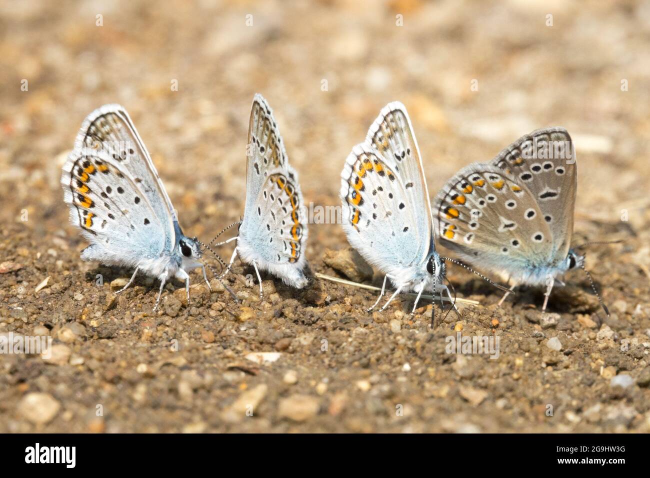 Quattro reverdins blu Plebejus argirognomon su terreno umido succhiare sale e minerali Foto Stock