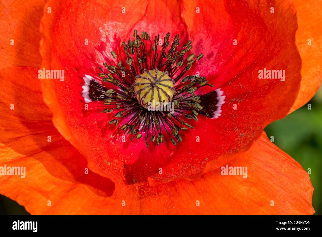 Papavero comune / papavero di mais / papavero di campo / papavero delle Fiandre / papavero rosso (Papaver rhoeas) in fiore che mostra petali, stigma e resistenza / stamina Foto Stock
