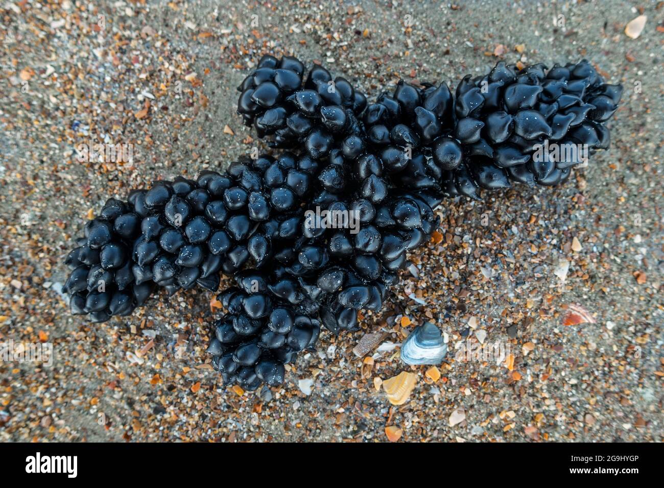 Uova nere / capsule d'uovo di seppie europee comuni (Sepia officinalis) lavate sulla spiaggia di sabbia lungo la costa del Mare del Nord in estate Foto Stock