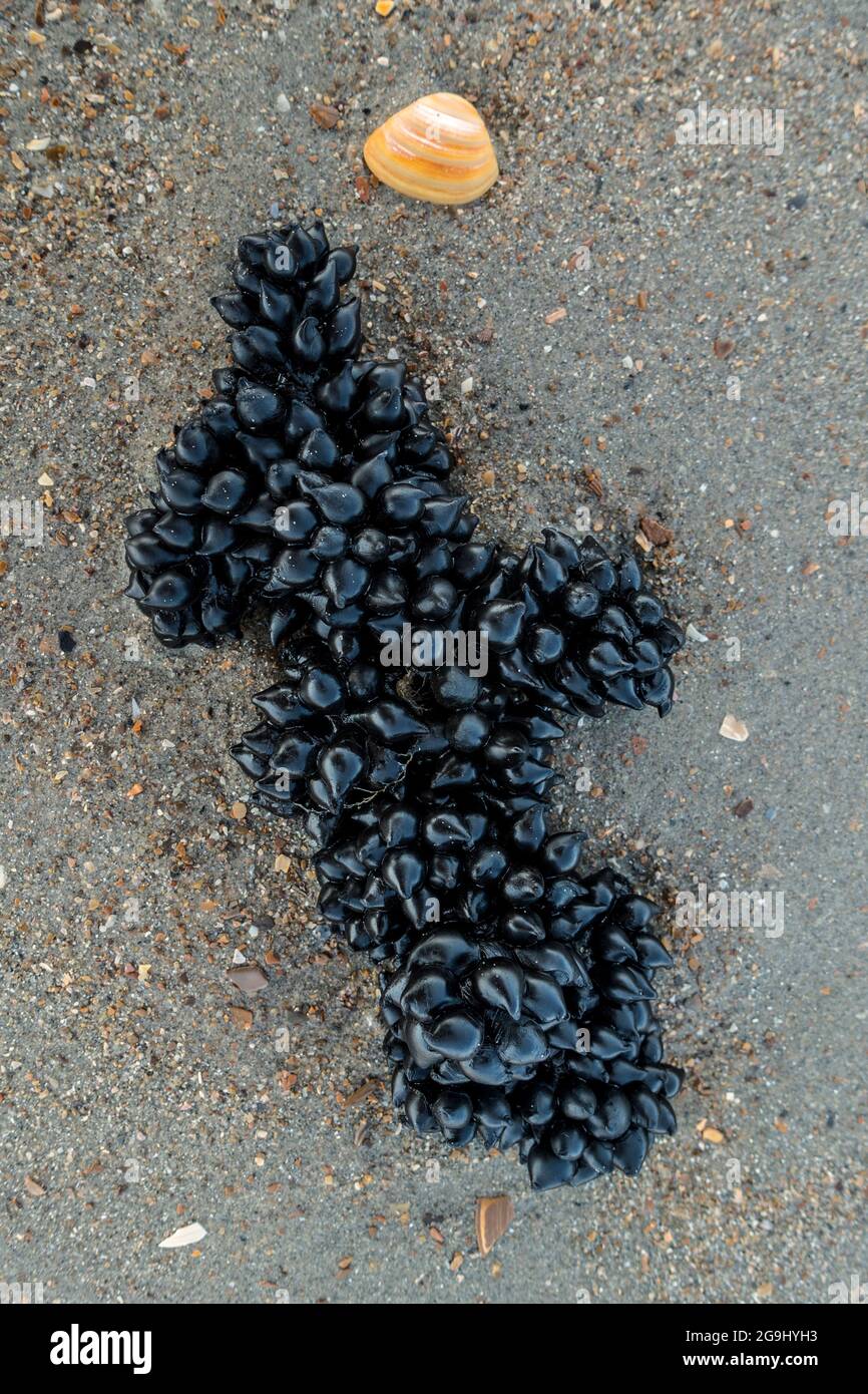 Uova nere / capsule d'uovo di seppie europee comuni (Sepia officinalis) lavate sulla spiaggia di sabbia lungo la costa del Mare del Nord in estate Foto Stock