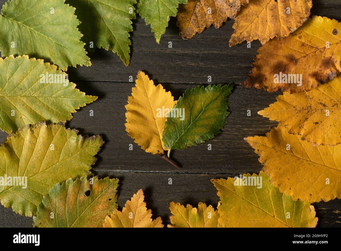 Foglie autunnali su sfondo di legno nero con colori graduati dal verde al giallo disposti in cerchio Foto Stock