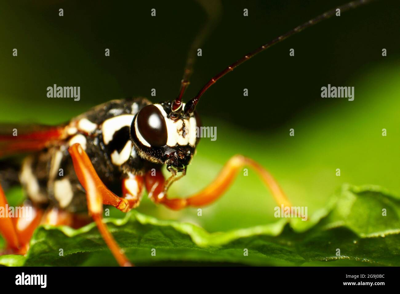 Sabre Wasp (Rhyssa persuasoria) Foto Stock