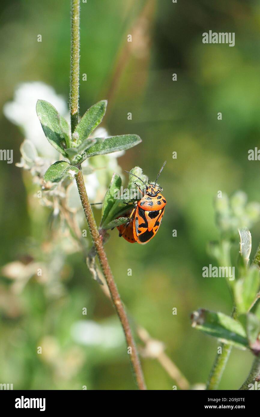 Cavolo bug, Eurydema ventralis, káposztapoloska, Budapest, Ungheria, Magyarország, Europa Foto Stock