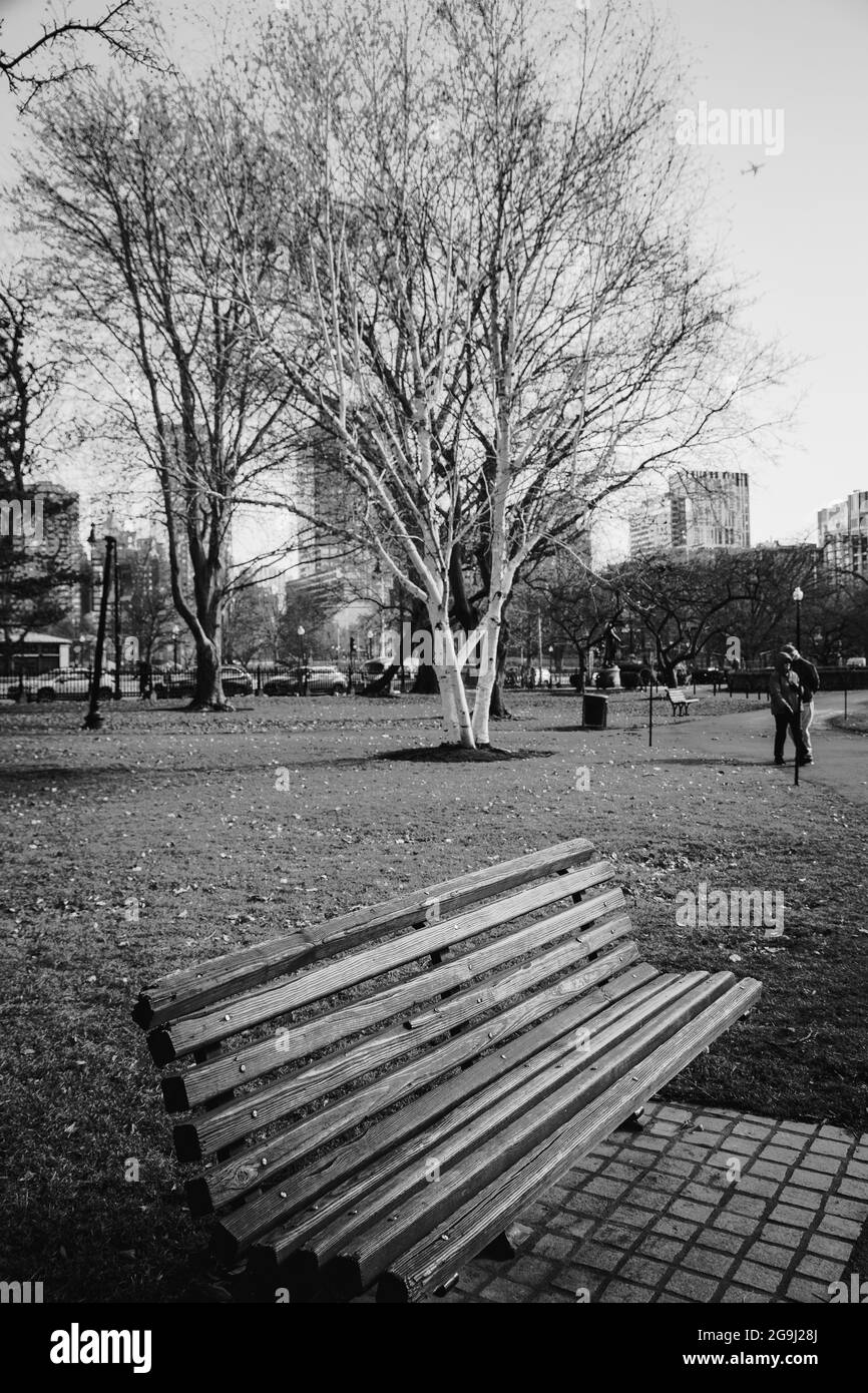 panca del parco con albero sullo sfondo (Bianco e nero) Foto Stock