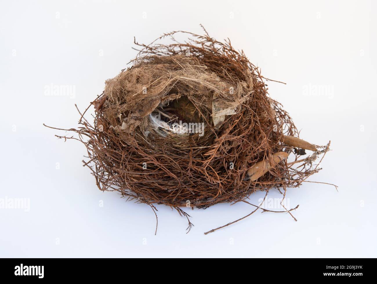 Nido di Wren, noto anche come Wren eurasiatico o Wren settentrionale, Troglodytes troglodytes, isolato su sfondo bianco, Regno Unito Foto Stock