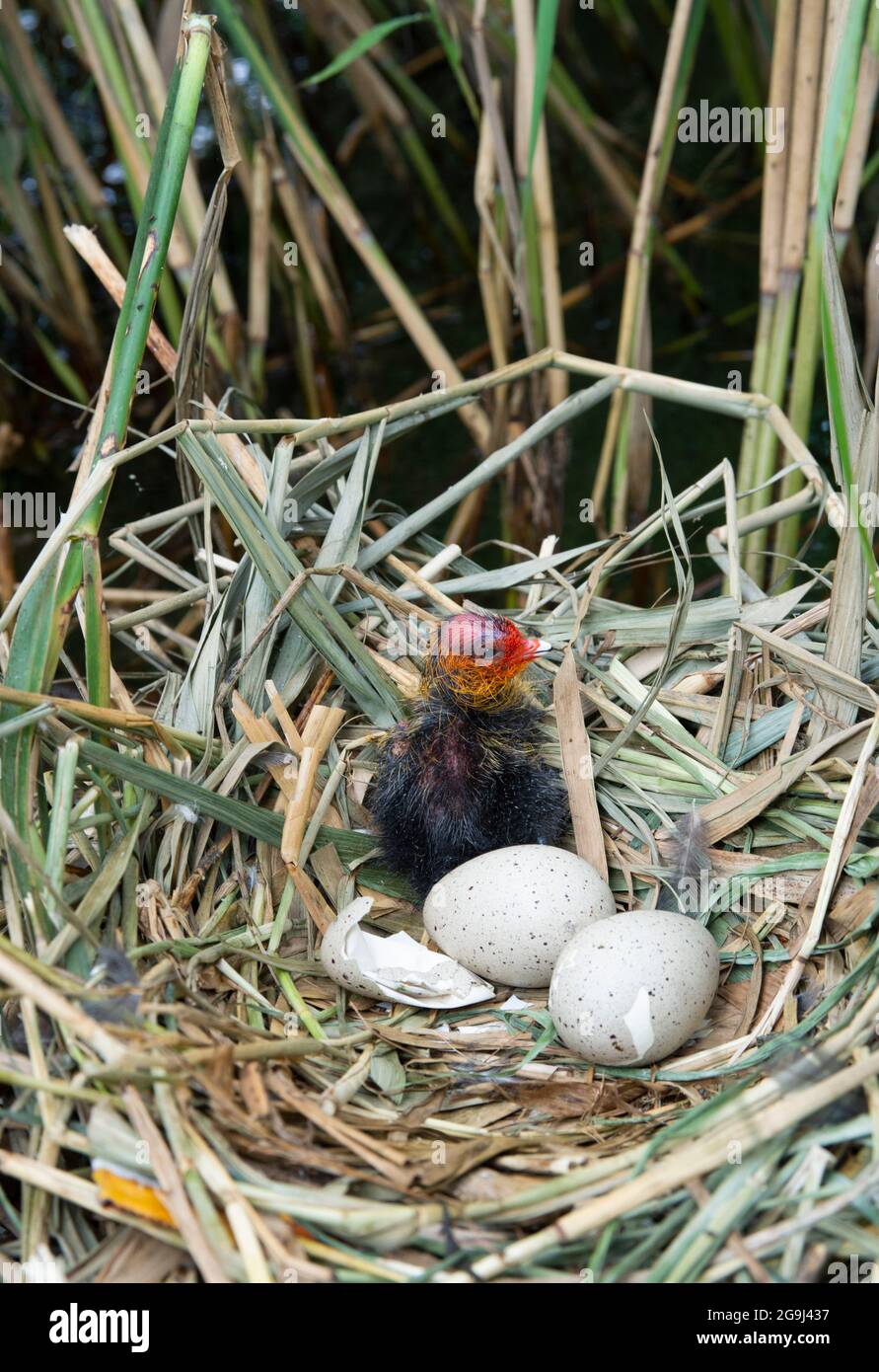 Eurasian Coot nido con uova, Fulica atra, Brent Reservoir, Londra, Regno Unito Foto Stock