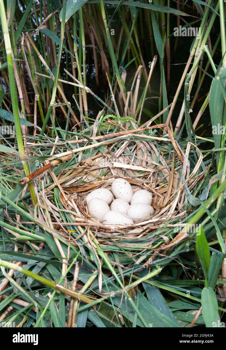 Comune nido di Coot con uova, Fulica atra, Brent Reservoir, Londra, Regno Unito Foto Stock