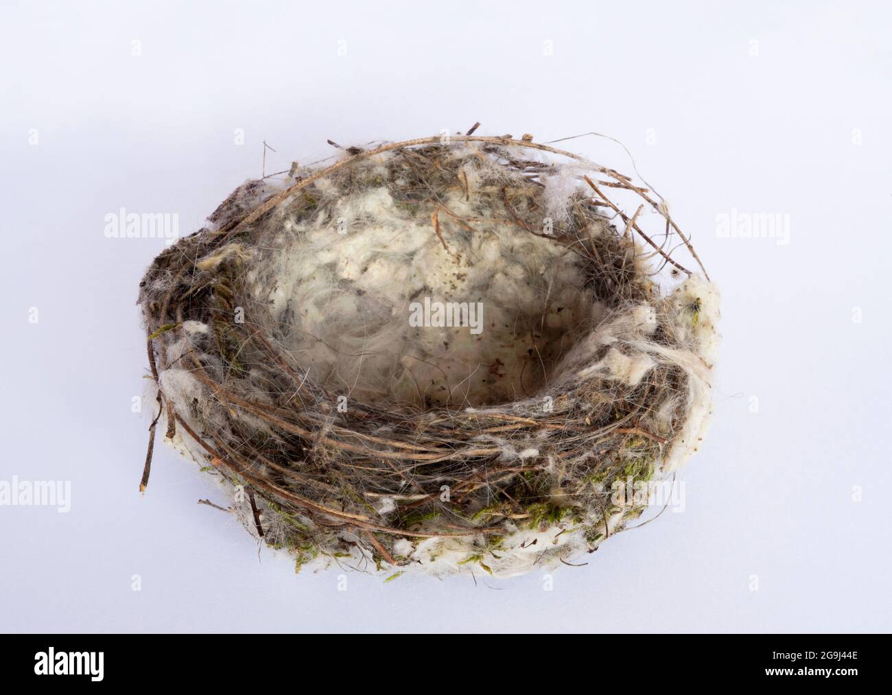 Nest of European Goldfinch, Carduelis carduelis, isolato su sfondo bianco, Londra, Regno Unito Foto Stock