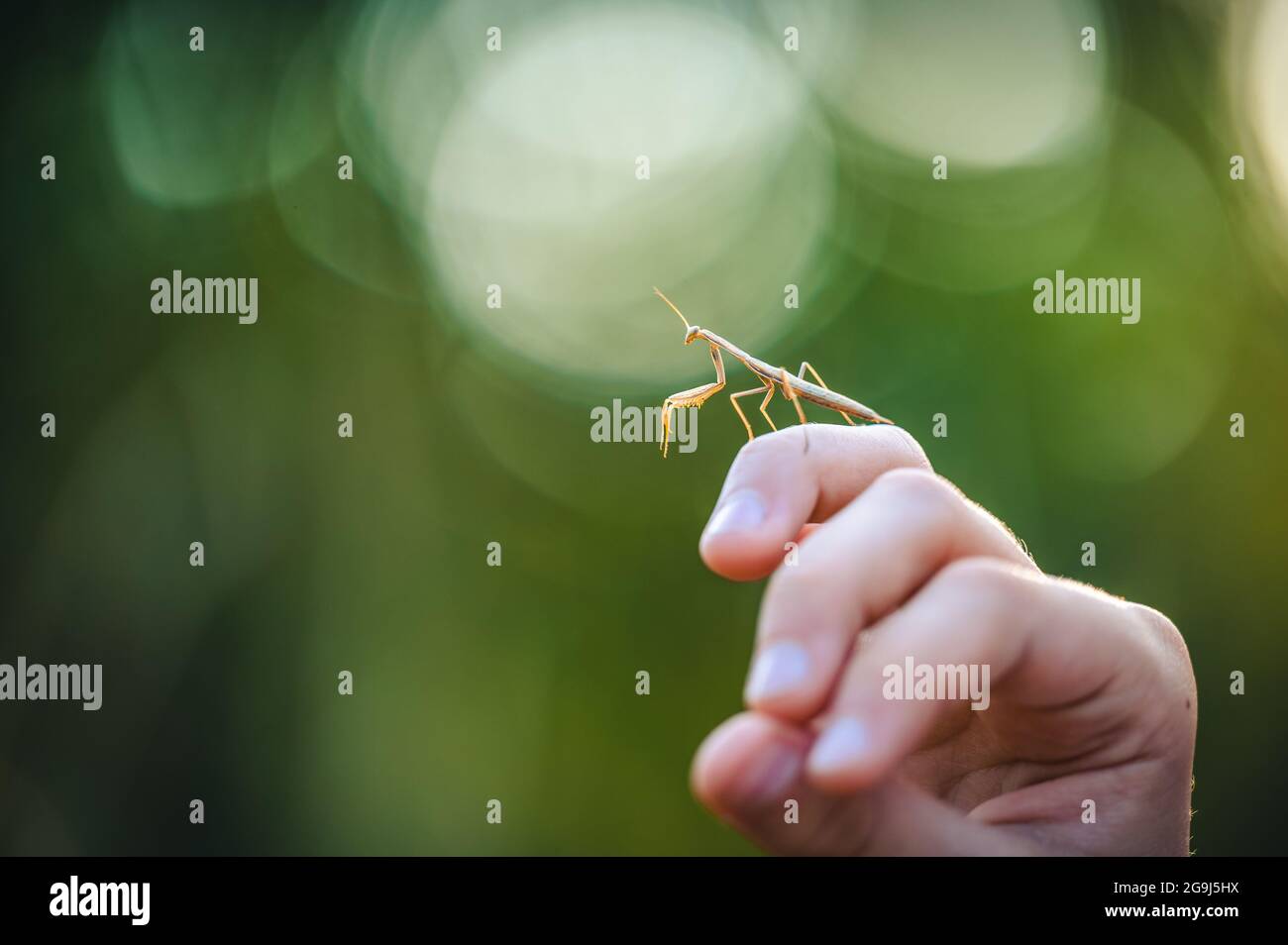 La mantide europea (Mantis religiosa) da una mano. Giovane animale, una ninfa. Bel bokeh sfondo. Foto Stock