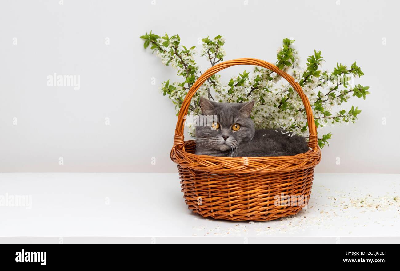 Gatto scozzese diritto in cesto di fiori su un tavolo bianco. Biglietto d'auguri o composizione pasquale. Gatto in fiore di ciliegi. Spazio di copia. Foto Stock