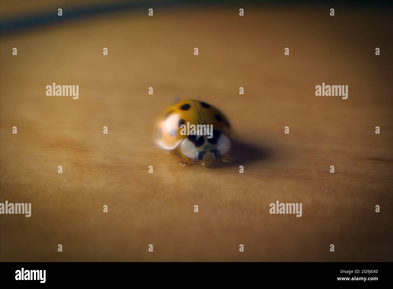 Fuoco selettivo, Macro primo piano fotografia di Coccinellidae , piccoli coleotteri, la famiglia è conosciuta come ladybug durante la stagione primaverile. Foto Stock