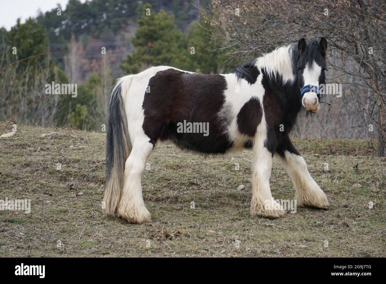 Primo piano di un B / W shire ??? cavallo nel campo fissando Foto Stock