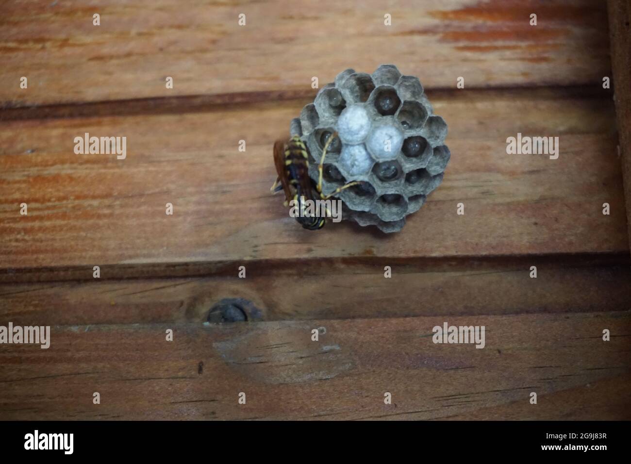 primo piano di un nido, uova e una specie di api su un muro di legno Foto Stock