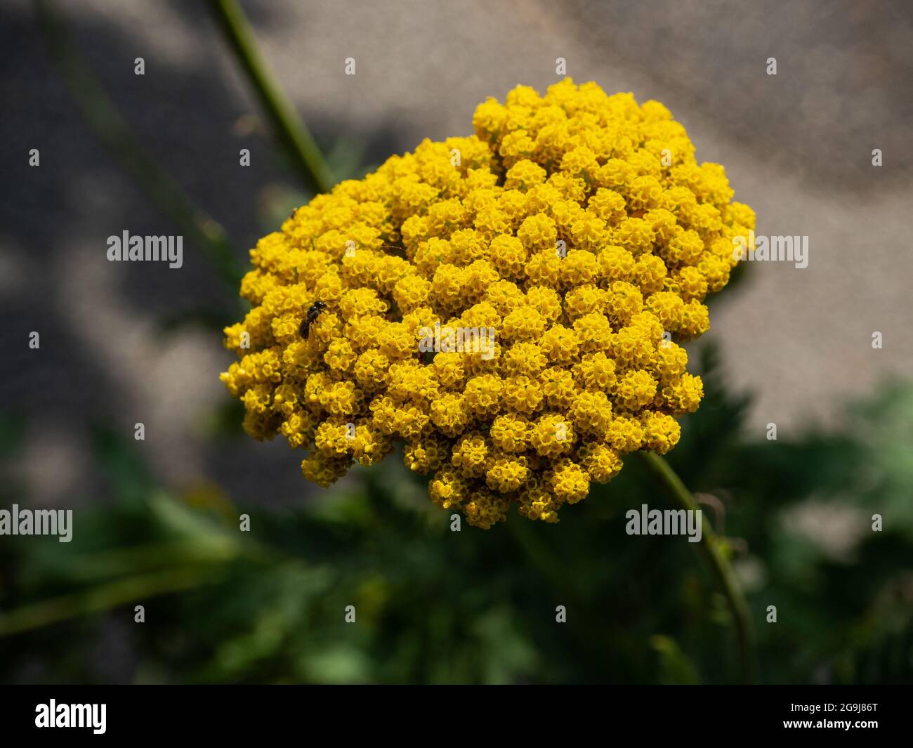 Primo piano di uno sfondo giallo di sfocatura della pianta Foto Stock