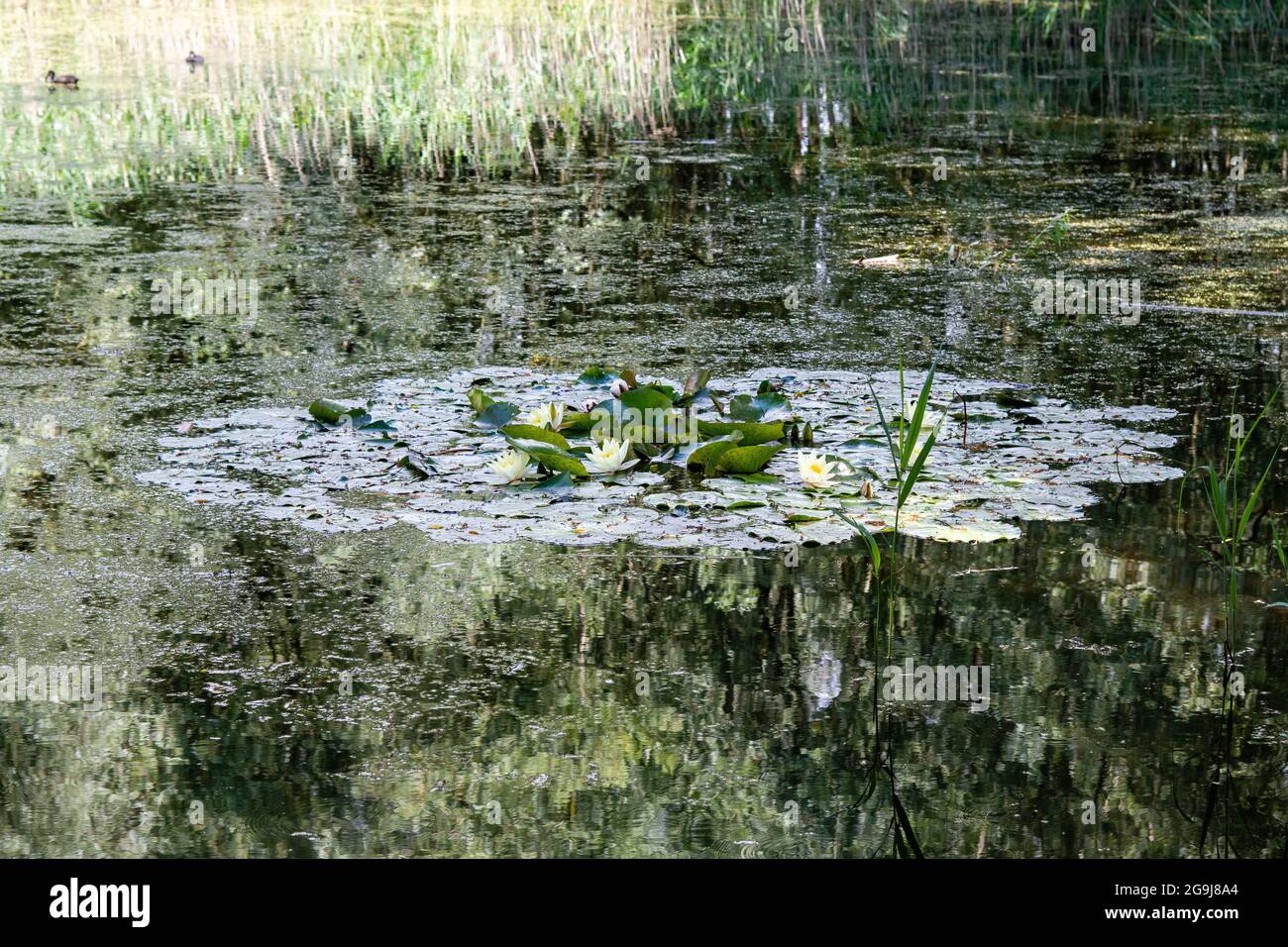 giglio d'acqua bianco in uno stagno di giglio Foto Stock