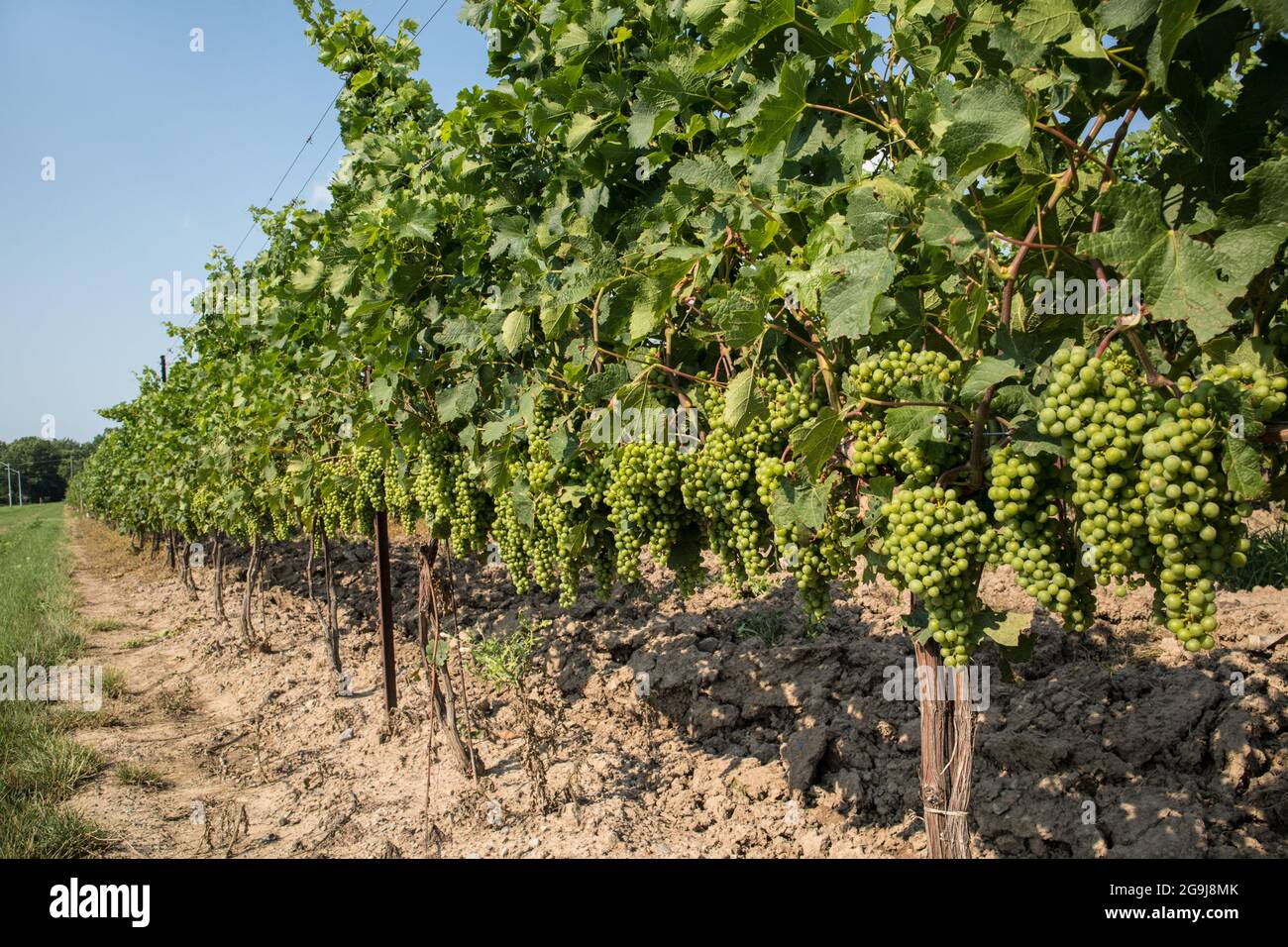 Vigneti, regione del Niagara, St David's. Foto Stock