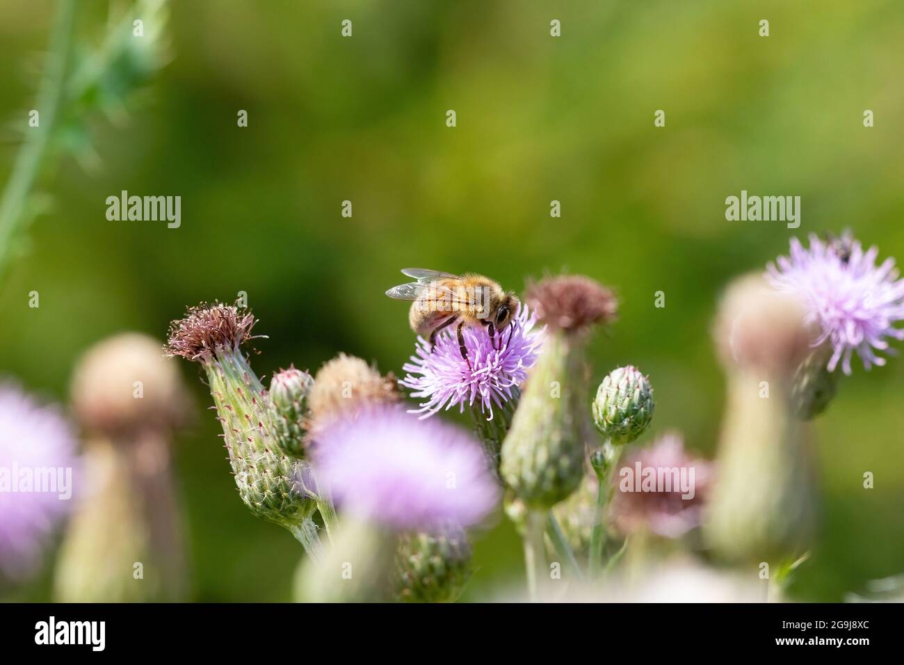 Un'ape di miele su un fiore di thistle viola Foto Stock