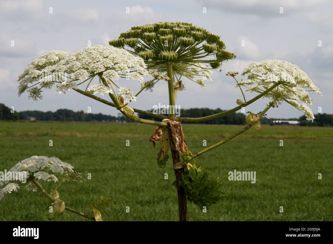 Un berenklauw olandese nel nord dei Paesi Bassi. È un fiore pericoloso. Foto Stock
