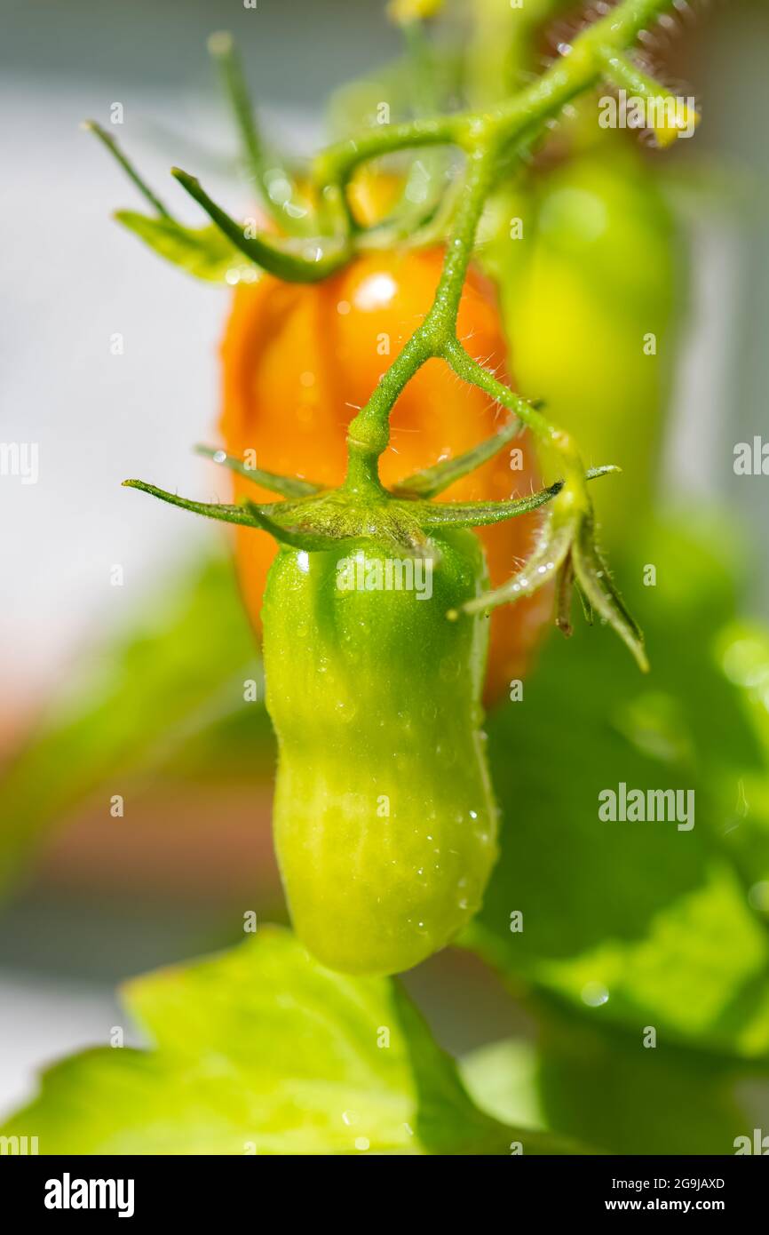 Pomodori freschi che crescono in un giardino domestico biologico Foto Stock