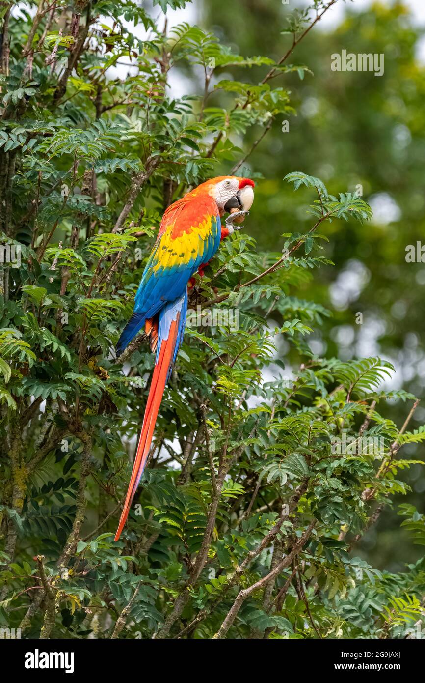 I macaws scarlatto, Ara macao, un bel pappagallo arroccato su un albero, mangiando una noce Foto Stock