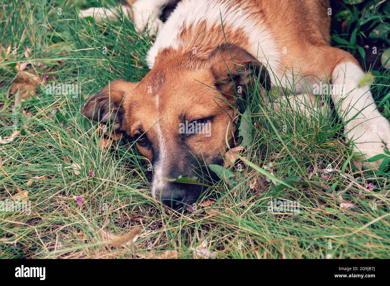 I senzatetto abbandonarono il cane randagio. Il cane senza tetto guarda con occhi tristi enormi con la speranza di trovare una casa. Cane in erba. Foto Stock