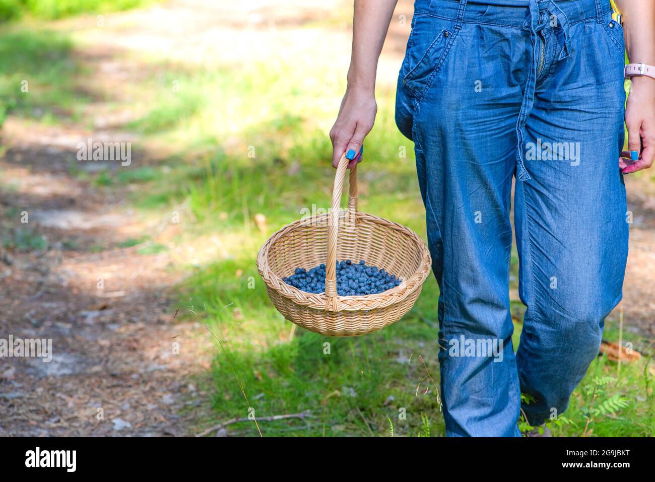 Stagione Berry. Raccogliere mirtilli nella foresta. Una donna cammina attraverso la foresta con un cestino contenente mirtilli. Il processo di individuazione e. Foto Stock