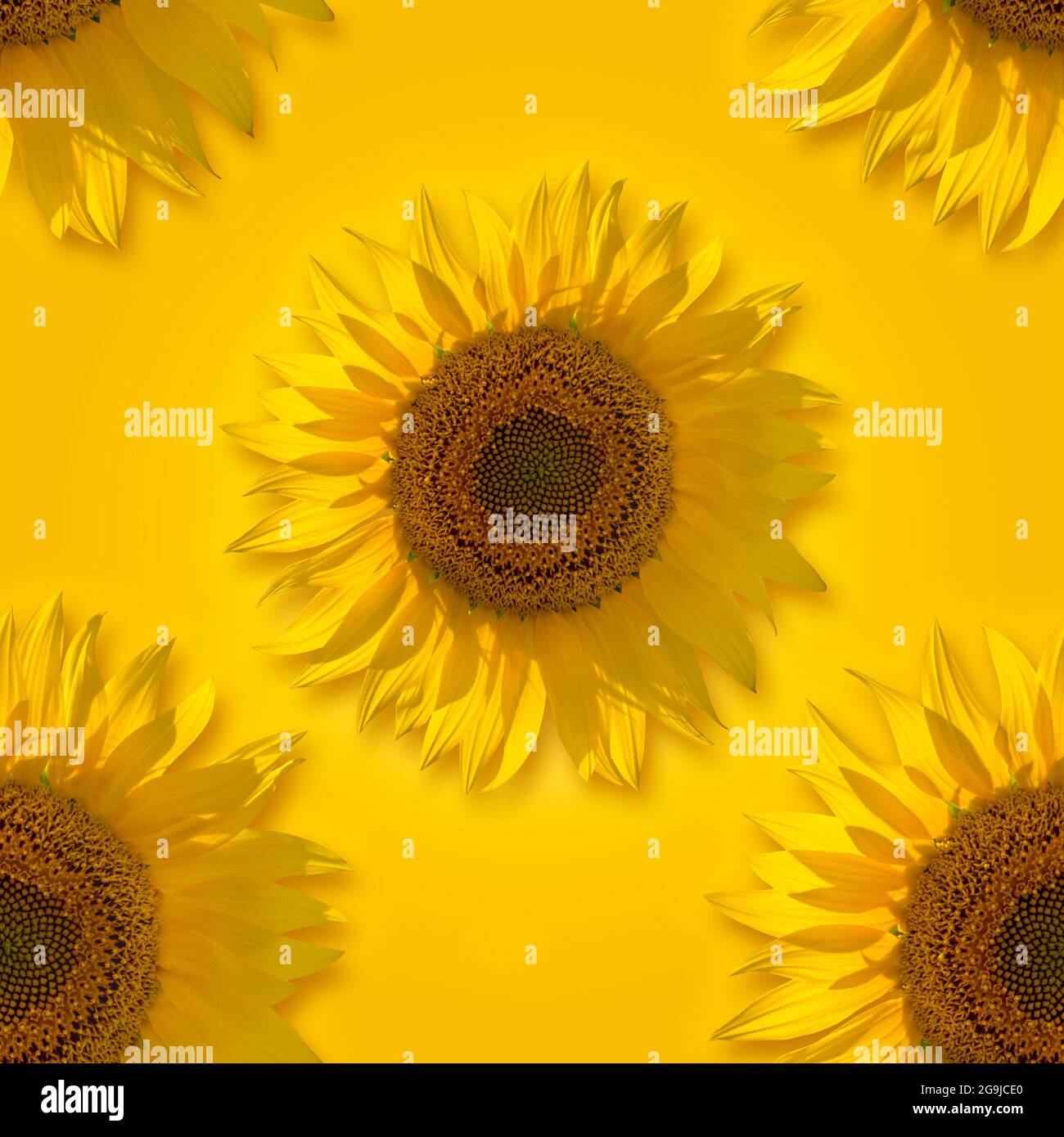Sfondo senza cuciture con teste di girasole. Concetto di positività, emozioni e una mentalità sana. Ripetizione per il nastro o la stampa. Foto Stock