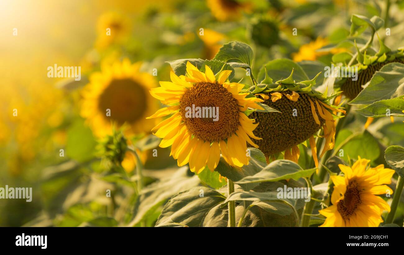 Girasoli in un campo sotto il sole estivo al tramonto. Splendidi girasoli panoramici con messa a fuoco selettiva e profondità di campo poco profonda. Foto Stock