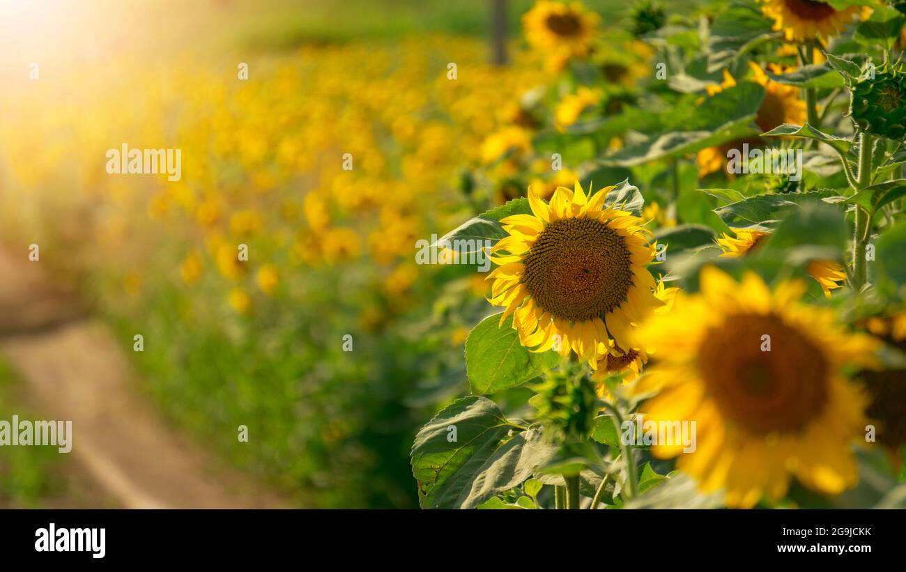 Girasoli in un campo sotto il sole estivo al tramonto. Splendidi girasoli panoramici con messa a fuoco selettiva e profondità di campo poco profonda. Foto Stock