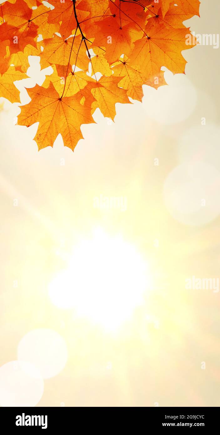 Foglie d'autunno sullo sfondo sfumato Foto Stock