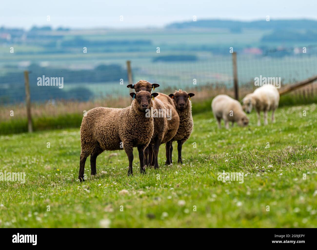 Pecora Shetland pecora in campo verde con agnelli gemelli di sei mesi, East Lothian, Scozia, Regno Unito Foto Stock