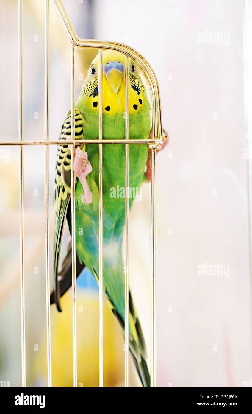 Budgerigar (Melopsittacus undulatus) è un piccolo pappagallo che si verificano in Australia Foto Stock