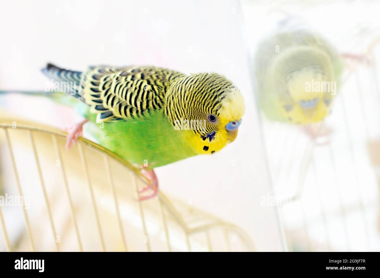 Budgerigar (Melopsittacus undulatus) è un piccolo pappagallo che si verificano in Australia Foto Stock
