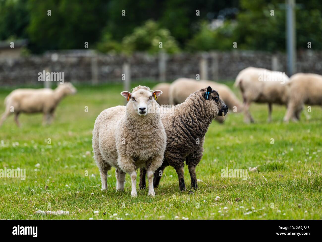 Pecore Shetland in campo verde con agnelli maschi e femmine di sei mesi, East Lothian, Scozia, Regno Unito Foto Stock