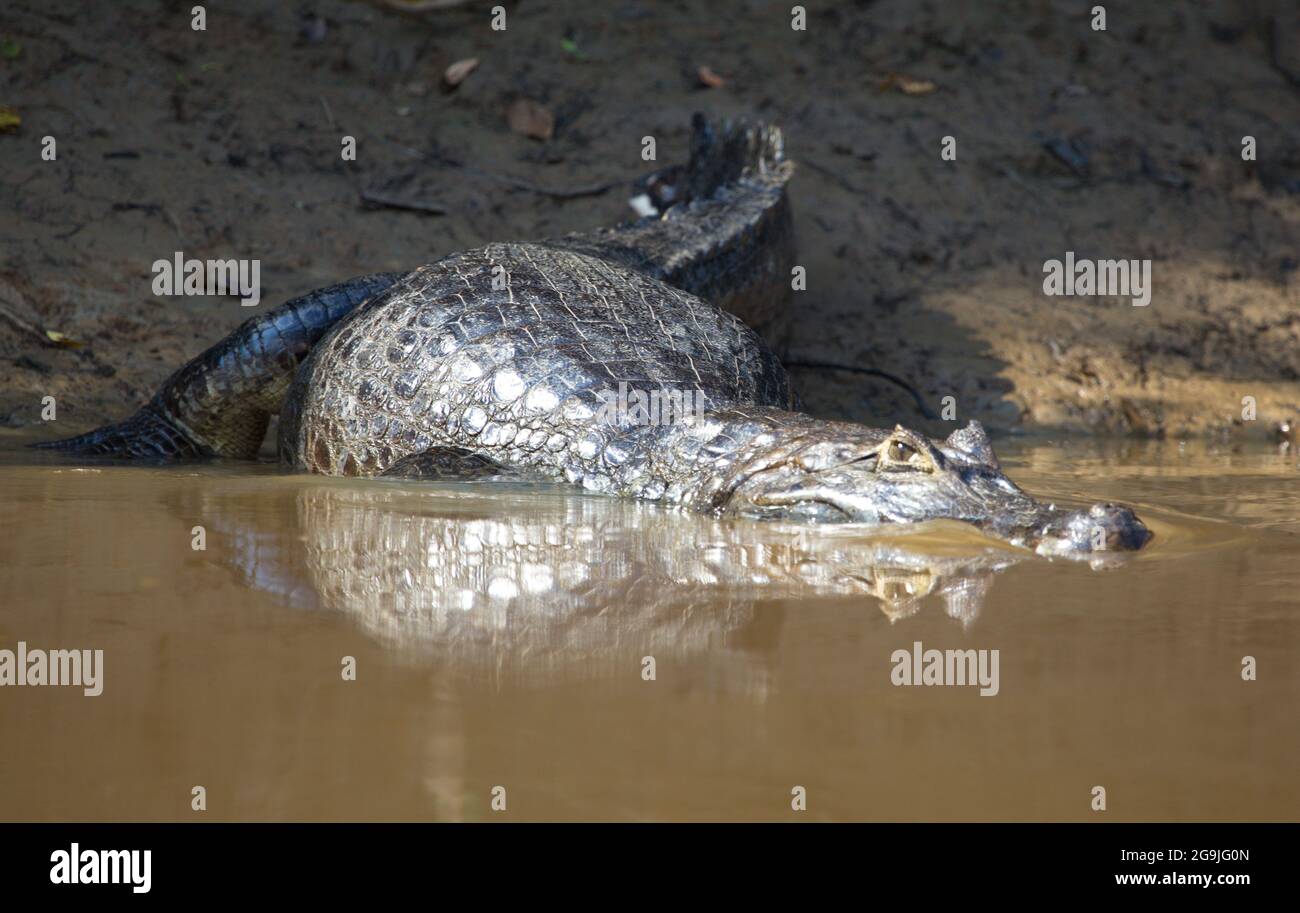 Primo piano sul ritratto di Black Caiman (Melanosuchus niger) che entra in acqua dalla riva del fiume Pampas del Yacuma, Bolivia. Foto Stock