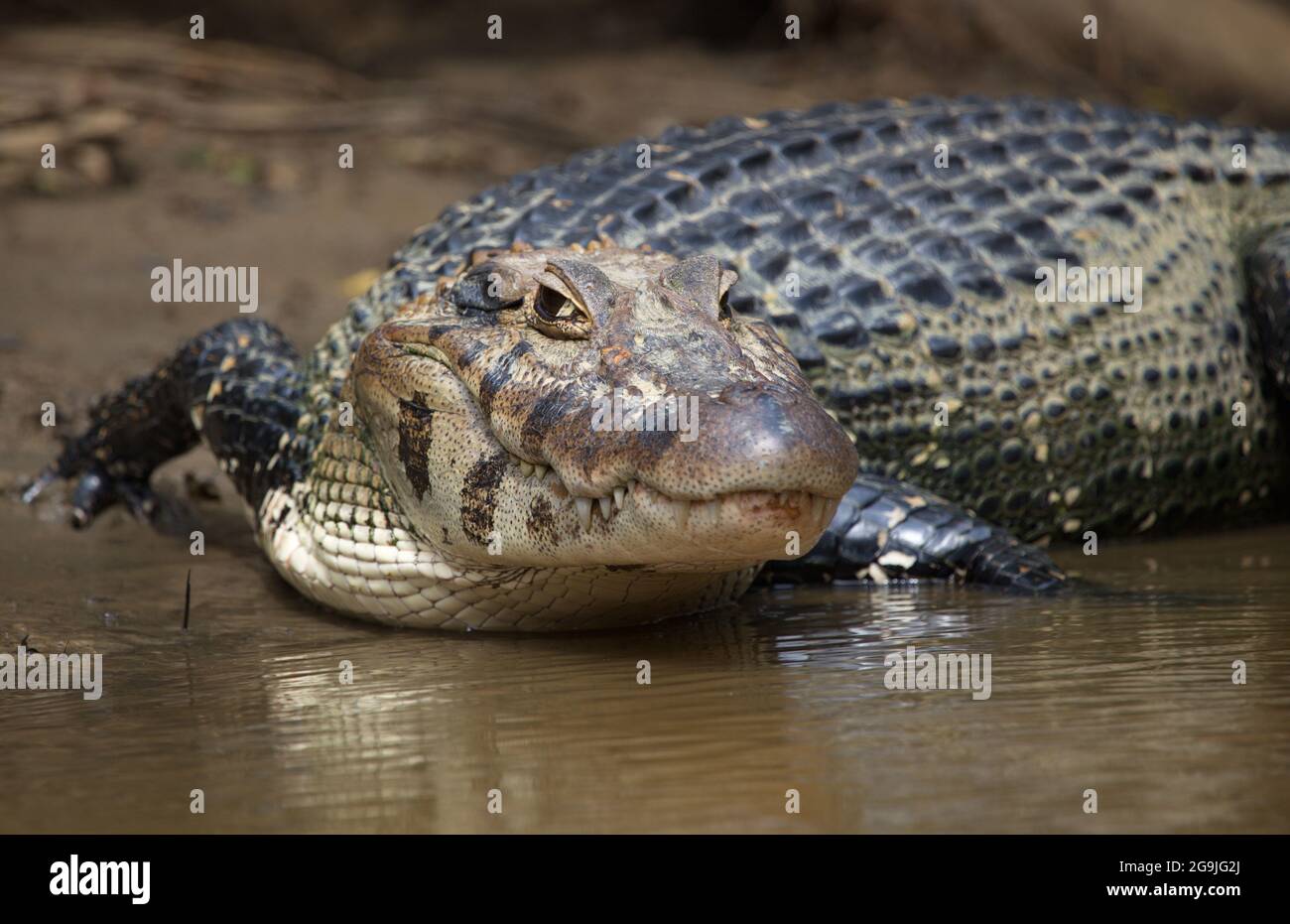 Testa closeup sul ritratto di Black Caiman (Melanosuchus niger) che entra in acqua dalla riva del fiume focalizzazione su occhio Pampas del Yacuma, Bolivia. Foto Stock