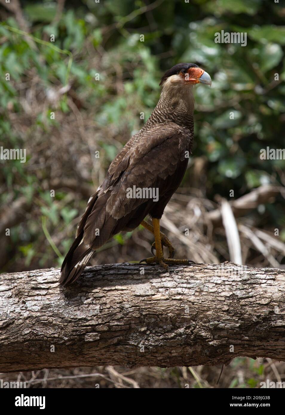 Primo piano ritratto di Caracara (Caracara plancus) riposato sulla caccia al tronchi Pampas del Yacuma, Bolivia. Foto Stock