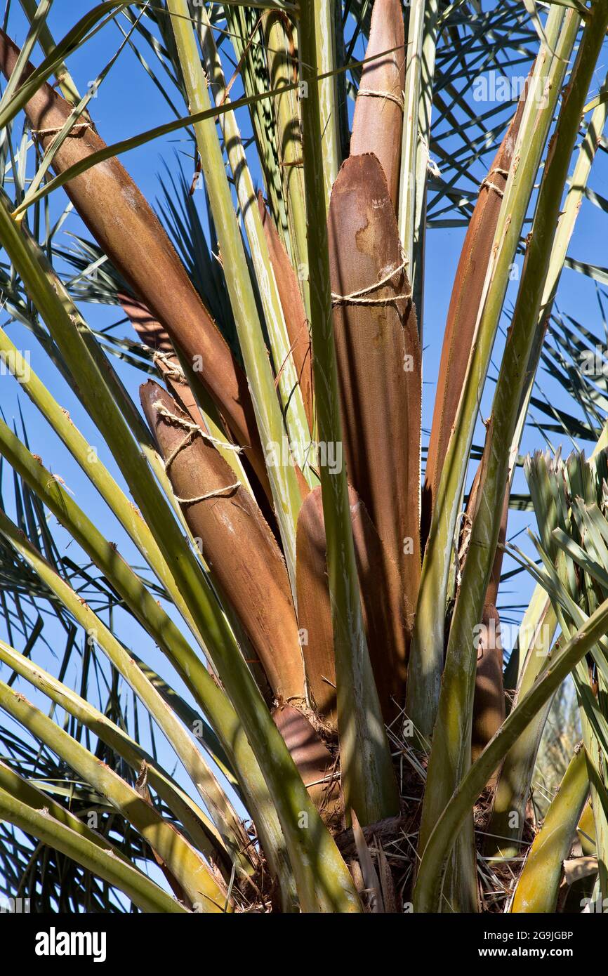 Medjool Data Palm 'Deglet Noor' varietà, Pollen maschio POD, Phoenix dactylifera. Foto Stock