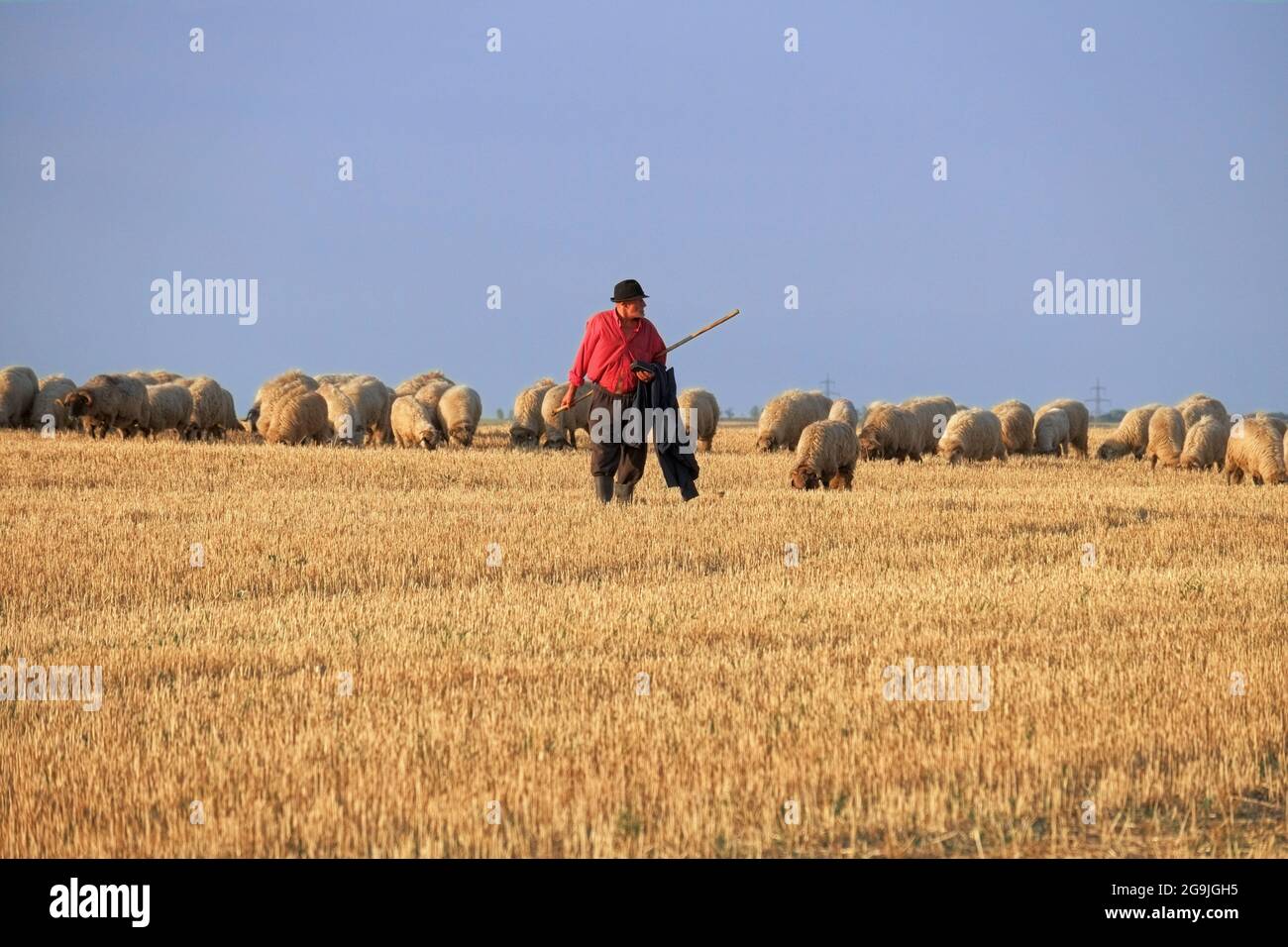 ARAD, ROMANIA - 30 LUGLIO 2015: Pastore con cappello e camicia rossa, sta pascolando il suo gregge di pecore in un campo di grano raccolto Foto Stock