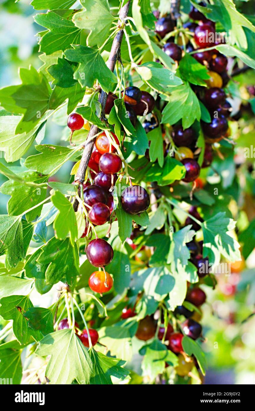 Il jostaberry (lat. Ribes x nidigroaria) è un cespuglio di frutti di croce che coinvolge il ribes nero, il goo nero nordamericano e il goo europeo Foto Stock