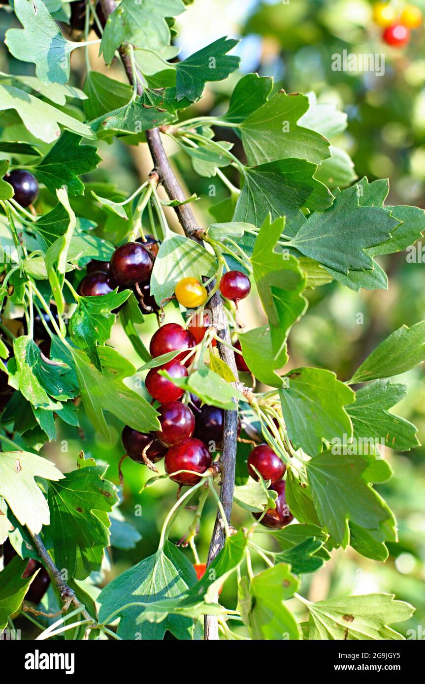 Il jostaberry (lat. Ribes x nidigroaria) è un cespuglio di frutti di croce che coinvolge il ribes nero, il goo nero nordamericano e il goo europeo Foto Stock