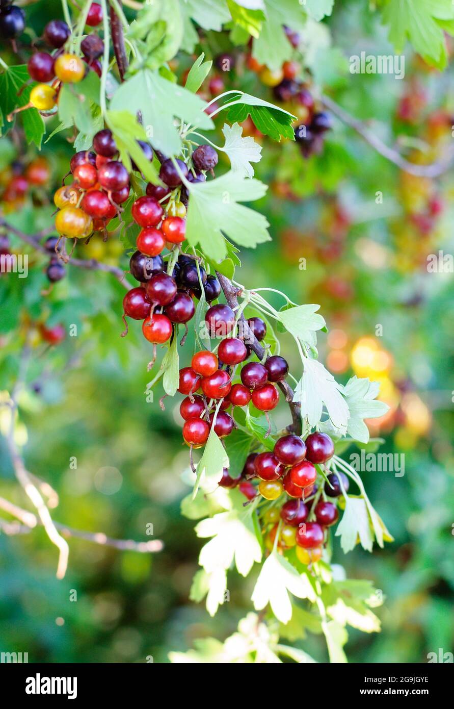 Il jostaberry (lat. Ribes x nidigroaria) è un cespuglio di frutti di croce che coinvolge il ribes nero, il goo nero nordamericano e il goo europeo Foto Stock