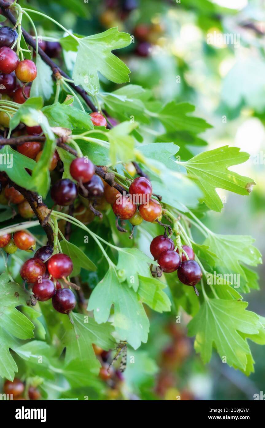 Il jostaberry è un bush di frutti di croce che coinvolge il ribes nero, l'uva spina nera, l'uva spina europea. Foto Stock