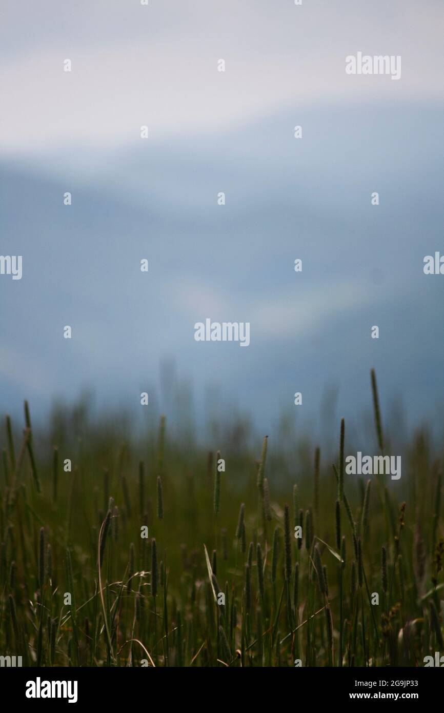 Un prato nel North Carolina con le Blue Ridge Mountains sullo sfondo Foto Stock